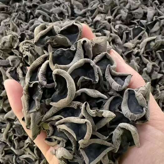 东宁市黑木耳 厚 秋 泡发比高