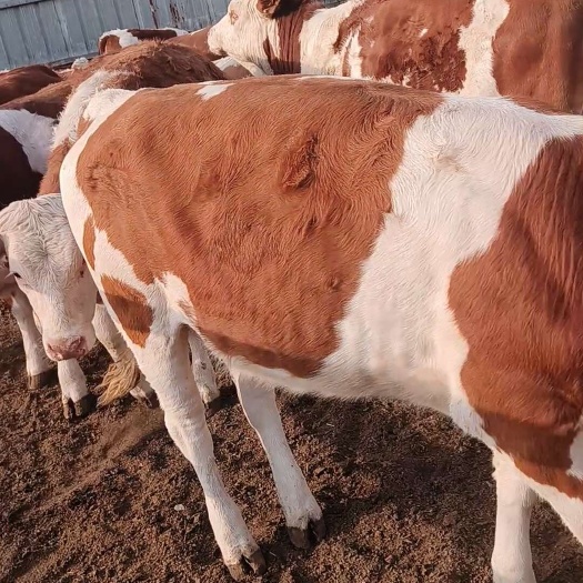 林西县内蒙古优质肉牛供应八层膘