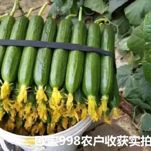 水果黄瓜种子 无刺小黄瓜种子 油绿黄瓜种子 小黄瓜品种