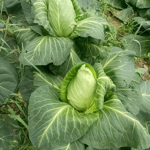 贵阳大量大棚甘兰，尖包菜，大棚种植