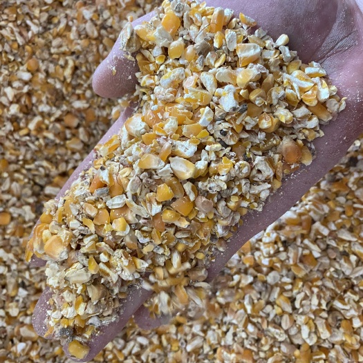 贵州养殖碎玉米过风过筛粮可替代好玉米使用适合鸡鸭鹅养殖户使用