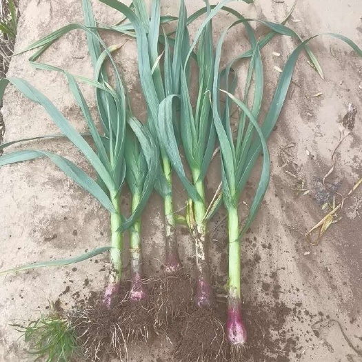 威宁县贵州威宁新鲜红根蒜苗 当日采摘直发 健康食材