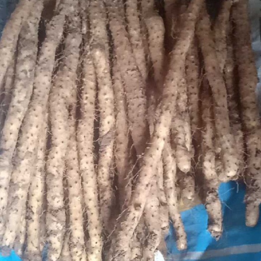 铁棍山药苗