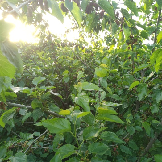 台州优质新鲜桑叶中药材批发零售