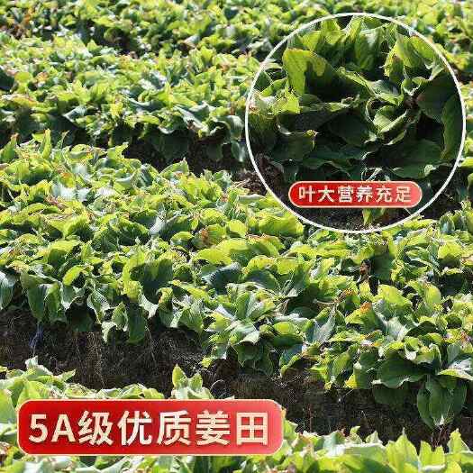 阳春市产地批发，双滘沙姜 好货