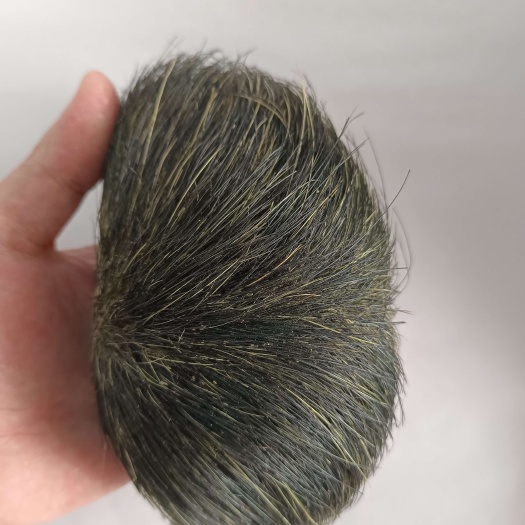 柳城县猪宝又名猪砂，是一种珍贵的中药材。