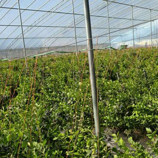 海阳市零售批发鲜果蓝莓L11 25 F6 优瑞卡 要的先问再下单