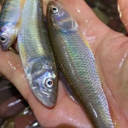 马口鱼苗 马口鱼商品鱼