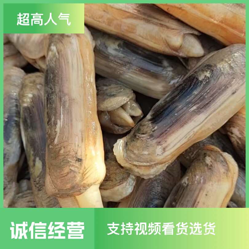 双头蛏!也叫蚬小人蚬!现挖现发货!肉质鲜嫩80%不泡水发货