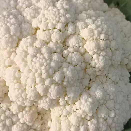邯郸精品有机花菜
