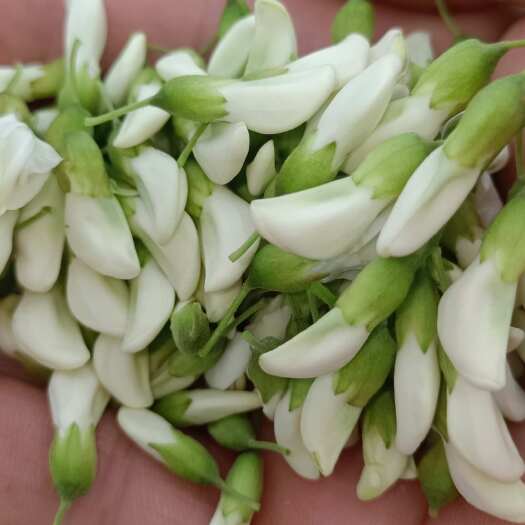 广安四川洋槐花