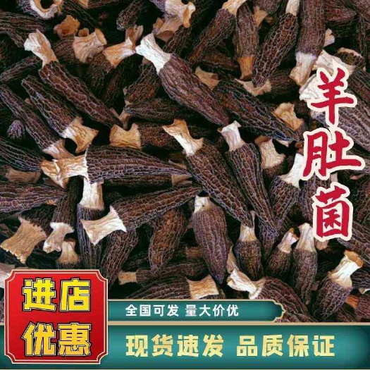 新货羊肚菌产地直销批发新鲜烘干头茬羊肚菌土特产礼盒菌菇包邮