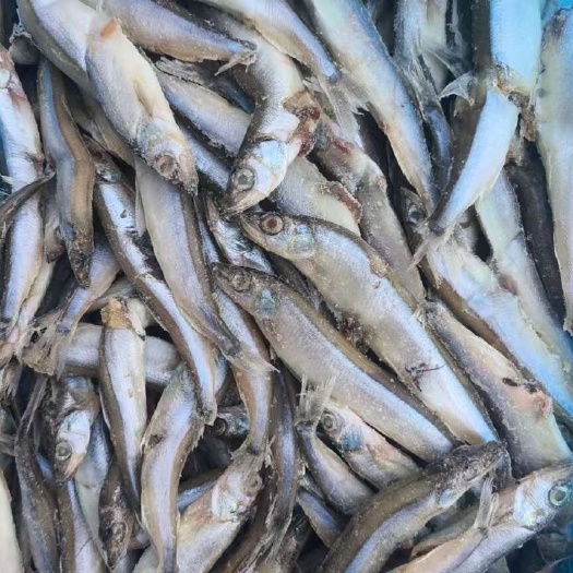 济南多春鱼 二级母体