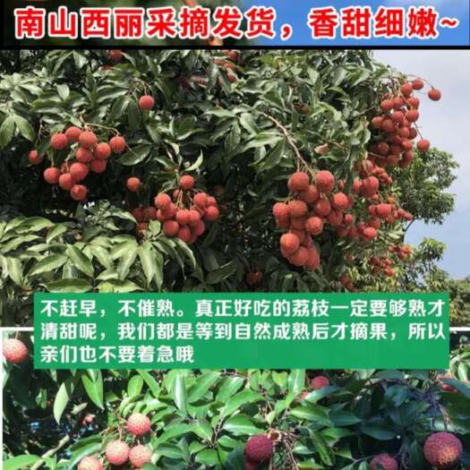 深圳【果园直发】深圳南山荔枝桂味、糯米糍当季新鲜荔枝荔枝鲜果