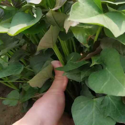 遵化市西瓜红红薯苗