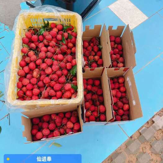 广州桂味荔枝增城仙村镇核心产区6月底上市，种植基地冷链物欢迎联系