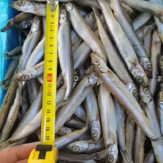 济南多春鱼 母体 粒粒饱满