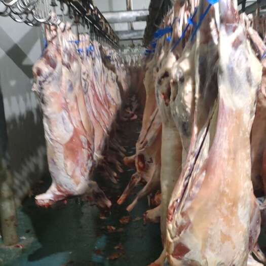 和静县鲜切现发! 巴音布鲁克草原直供羊肉，肉质鲜嫩无膻味!
