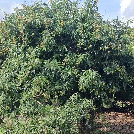 惠来县找收购商，总果食果都可以来合作，能来当地收购的