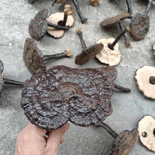 江西赣州寻乌 告别粉扰，汲取灵芝本味：无粉紫灵芝 通货 天然