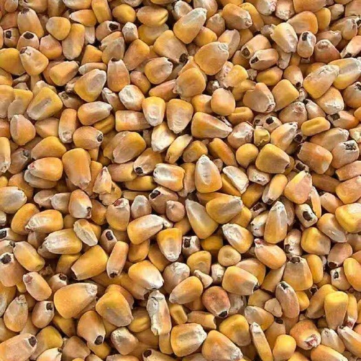 逊克县俄罗斯非转基因玉米，三级饲料玉米，容重660。金荷农场6万吨