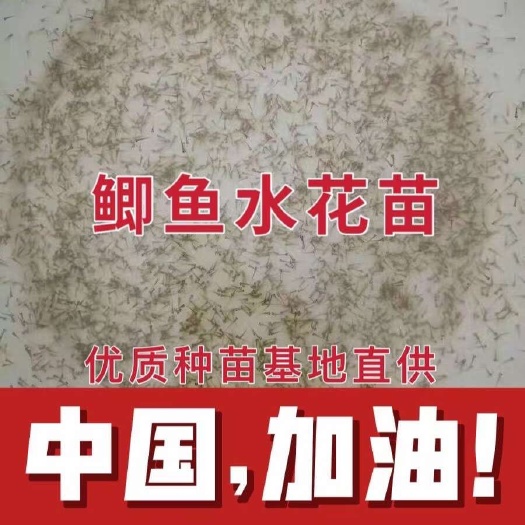 高邮市黑划子鲫鱼水花