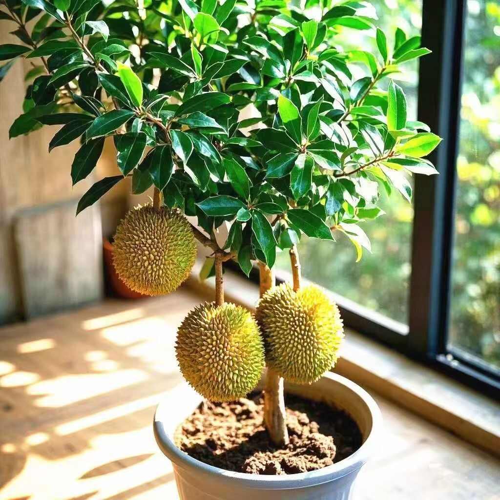 平邑縣鴻利苗木種植有限公司