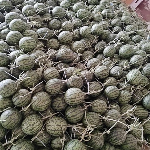 莘县彩虹8号礼品西瓜