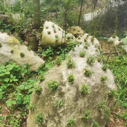 石斛霍山米斛真米斛产地一手货源霍山真米斛龙头凤尾