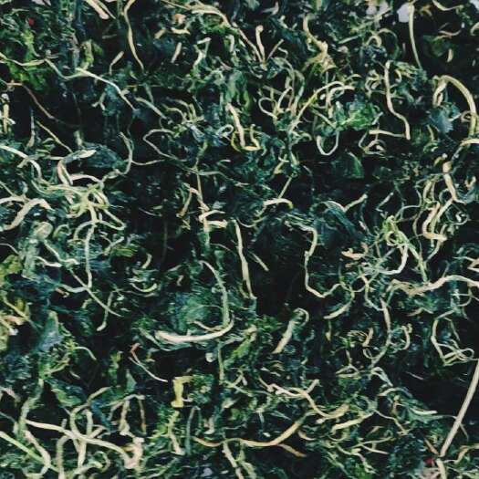 大连蒲公英 熟干东北农家新货蒲公英叶干婆婆丁朝鲜族风味酱牛肉泡菜