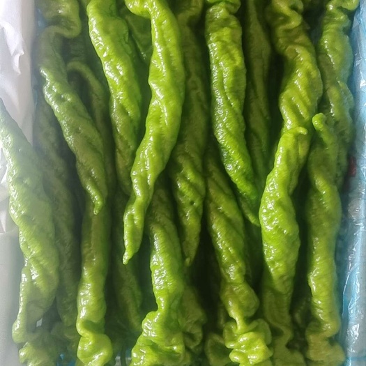 乐亭县我是唐山市乐亭县的一个代办各种蔬菜，螺丝椒顺直度好，螺旋度好