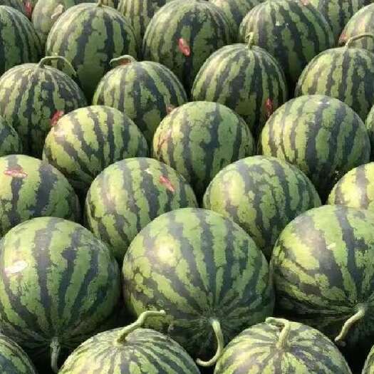 济南产地精品甜王西瓜大量上市质量好甜度高欢迎采购老板到地拉货