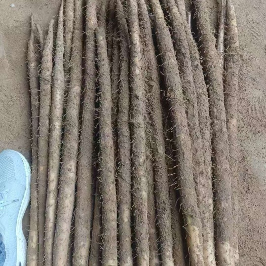 榆林紫药，1米左右，头好，条好，中粗偏上货。