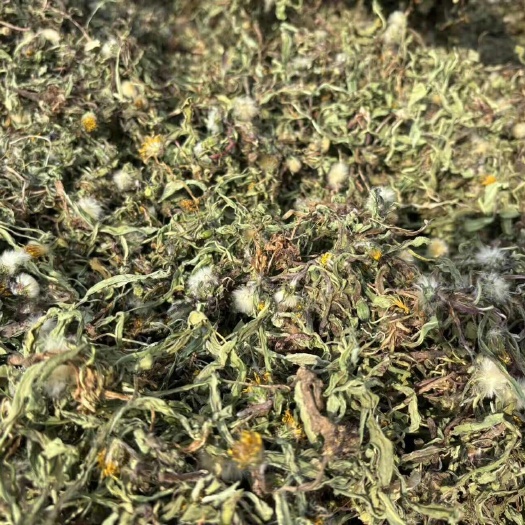 睢宁县精品蒲公英