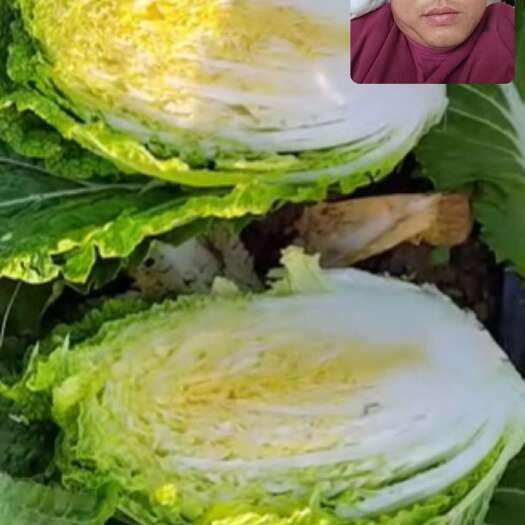 嘉鱼县大白菜