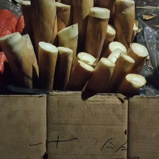 云南贵笋已上市想吃票子的老板抓紧联系