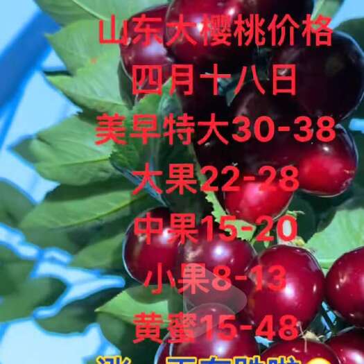 平度市樱桃大美早