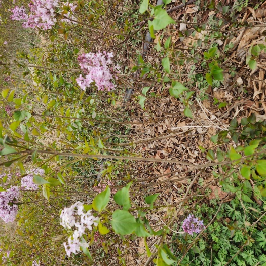 沭阳县江苏宿迁沭阳优质紫丁香灌木苗木基地直销