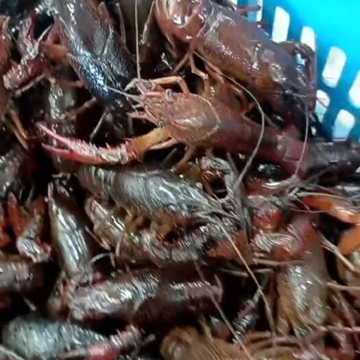 潜江市小龙虾