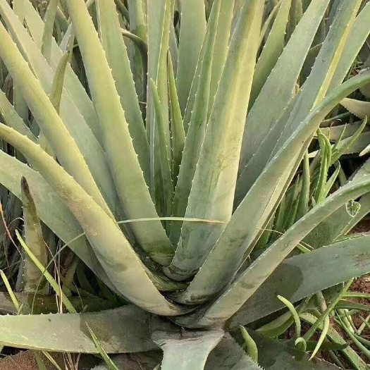 沈阳库拉索芦荟苗 苗木花草 多肉植物 盆栽绿化 沈阳发货