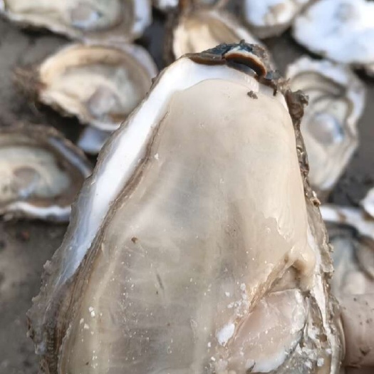 大连大连生蚝壳薄，肉肥，杂质少当天发货