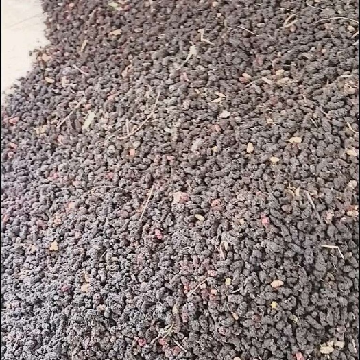桑椹红果