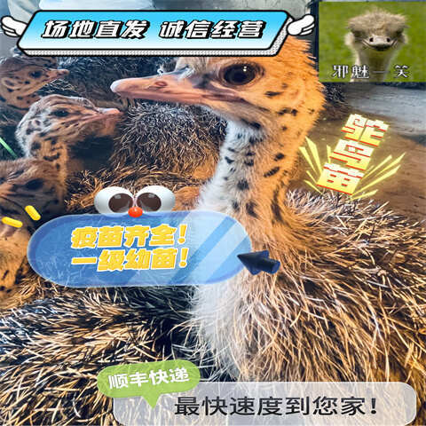 保定鸵鸟苗鸵鸟幼崽大量上市，非洲鸵鸟小苗，纯种鸵鸟