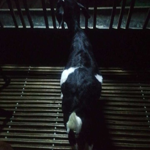 柳州广西土山羊肉羊阉羊育肥羊