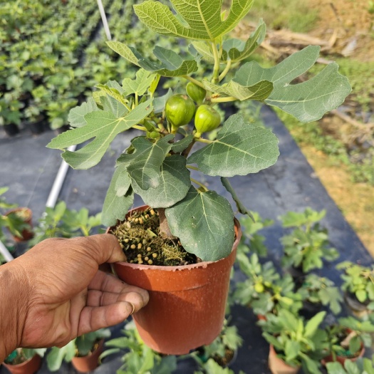 广州无花果树果苗带果盆栽树苗波姬红特大果南北方四季格莱斯果树耐寒