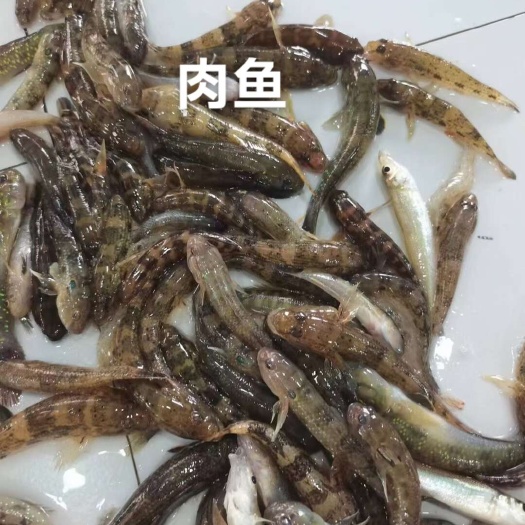 肉鱼，肉多刺少，肉质紧实。适合所有下酒菜的做法。