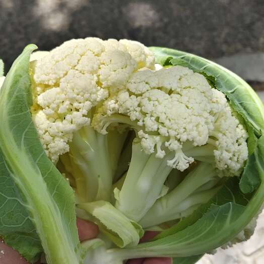 通许县花菜