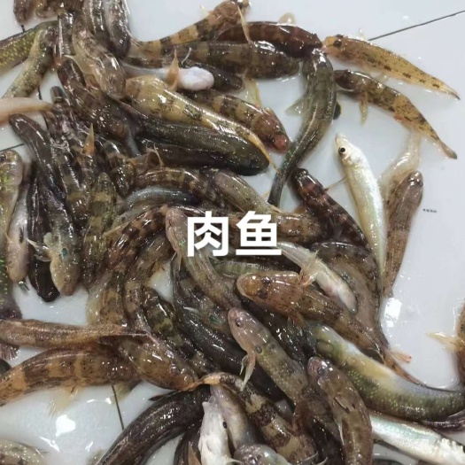 肉鱼，肉鱼肥美，刺少，香煎/油炸/黄焖/干锅/罐头等做法均可