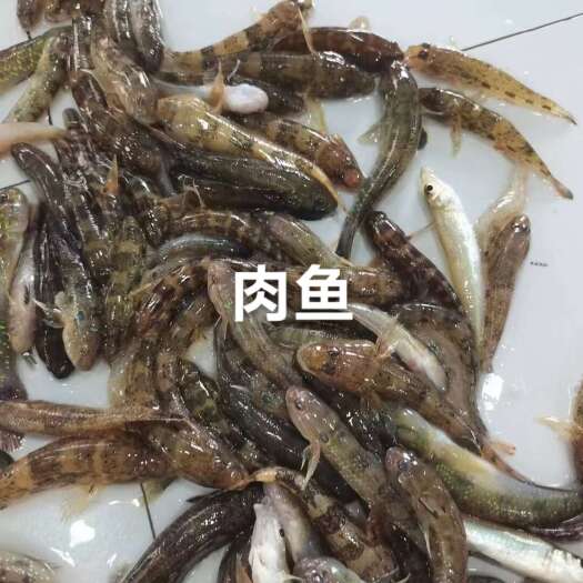 北海肉鱼，肉鱼肥美，刺少，香煎/油炸/黄焖/干锅/罐头等做法均可