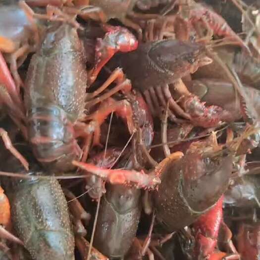 济宁小龙虾